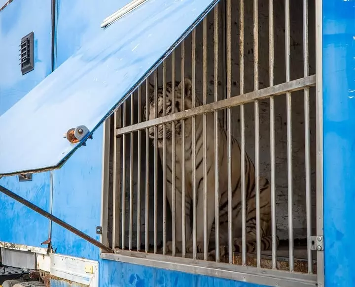 Sona, el último tigre de circo en Portugal, encuentra un nuevo hogar en el santuario de Villena