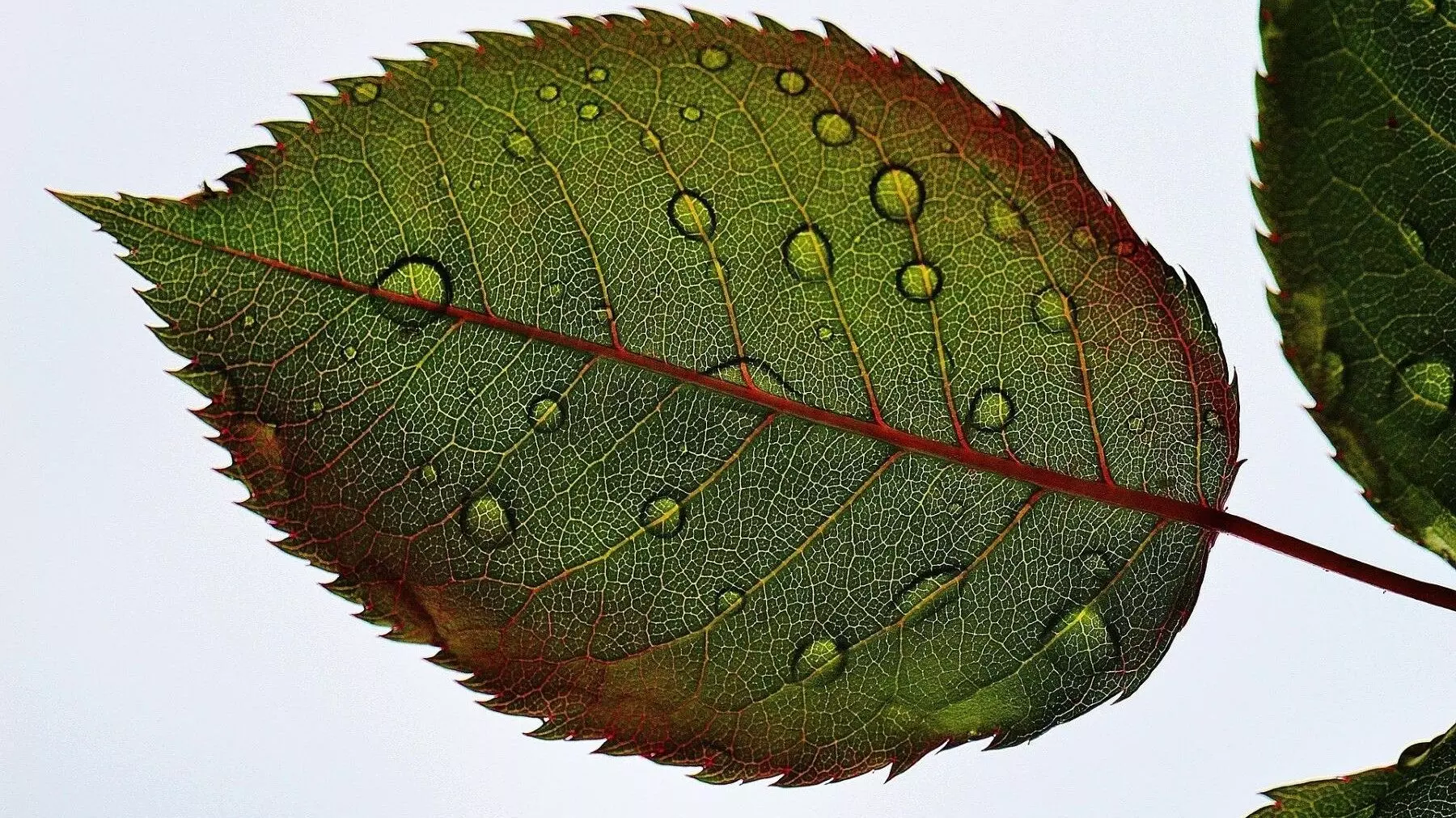 Un descubrimiento redefine la resistencia a la sequía en el reino vegetal