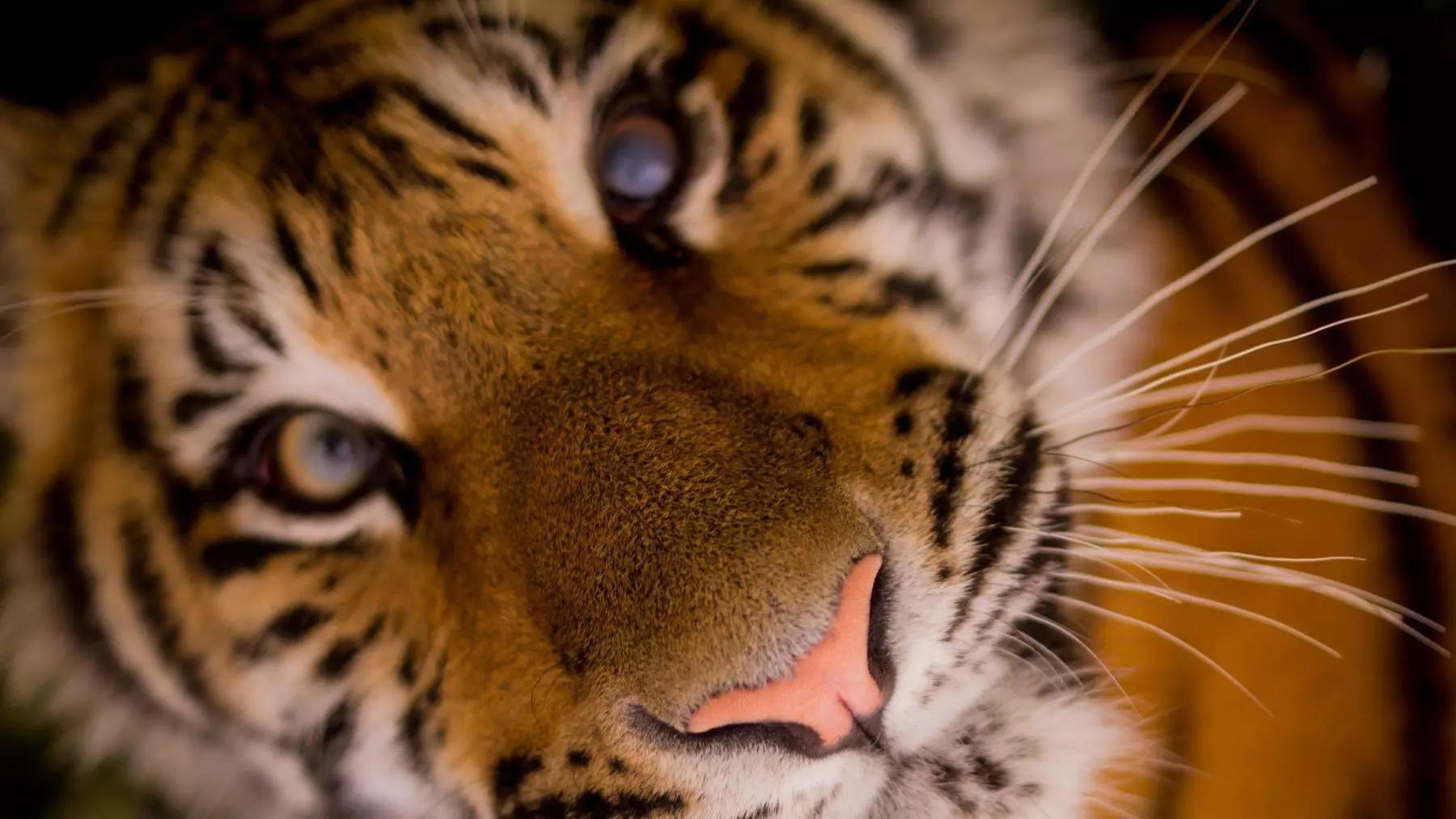 La Liberación de Sona: El Último Tigre de Circo en Portugal Encuentra Santuario en España