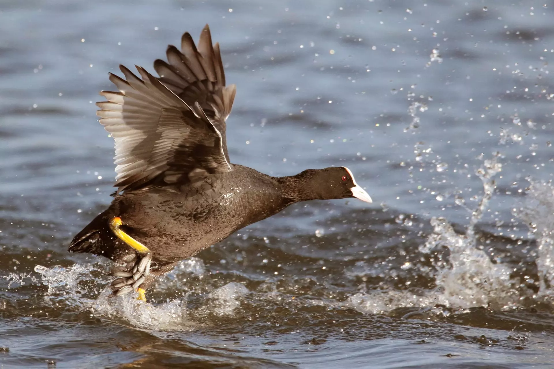 Declive Preocupante de Aves Acuáticas Migratorias en Extremadura