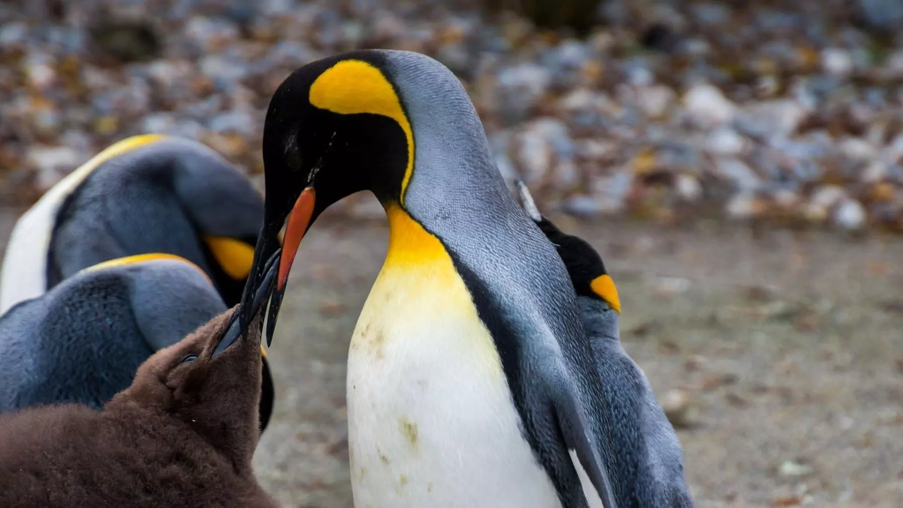 La especie de pingüino emperador enfrenta una amenaza crítica por el cambio climático