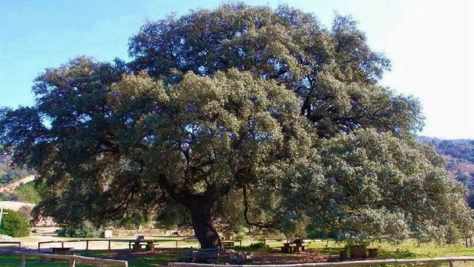 El Chaparro de la Vega: Un Tesoro Natural e Histórico de 400 Años en Sevilla