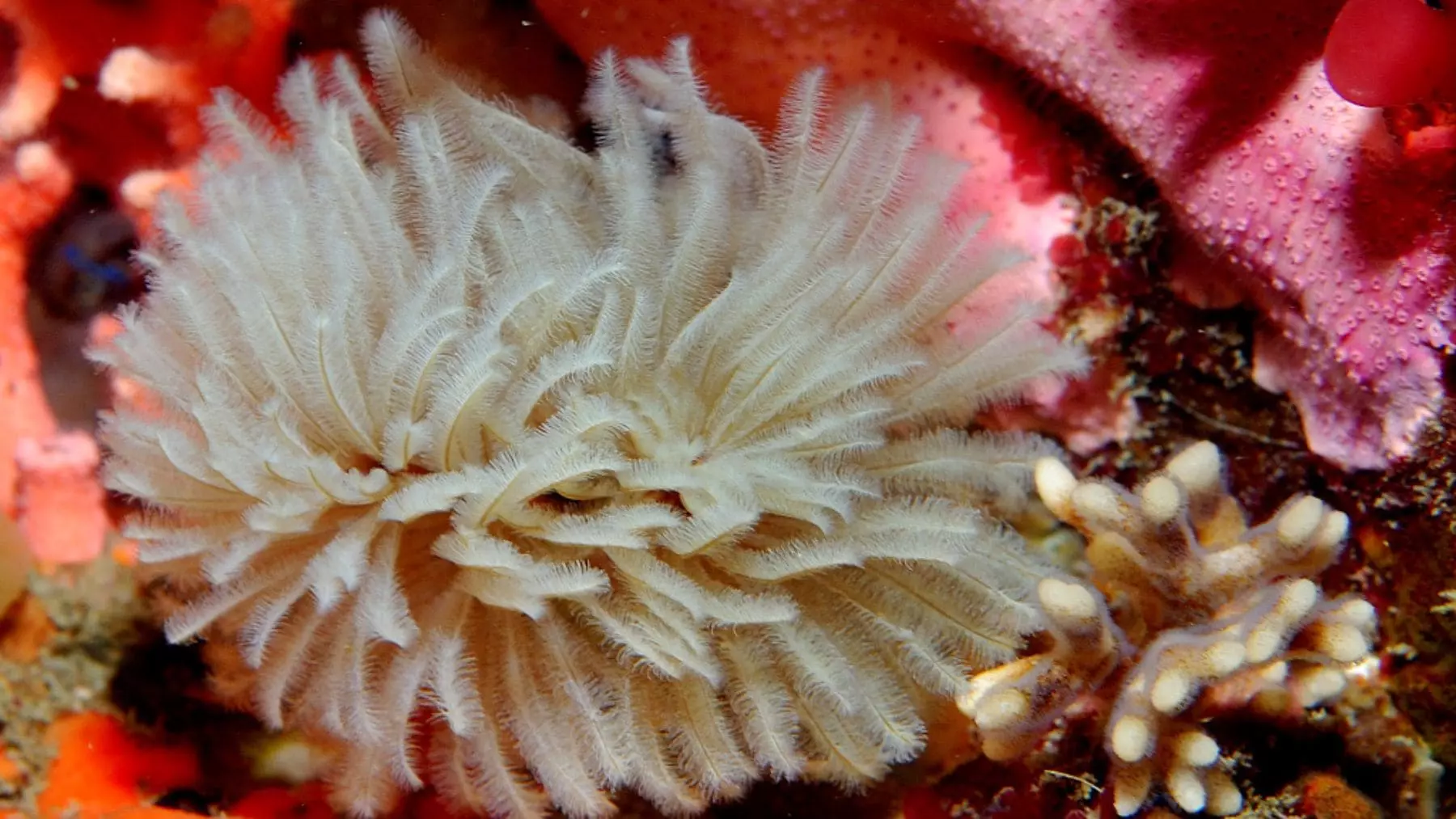 La Extinción Silenciosa de las Especies Marinas: Un Grito del Océano Desatendido