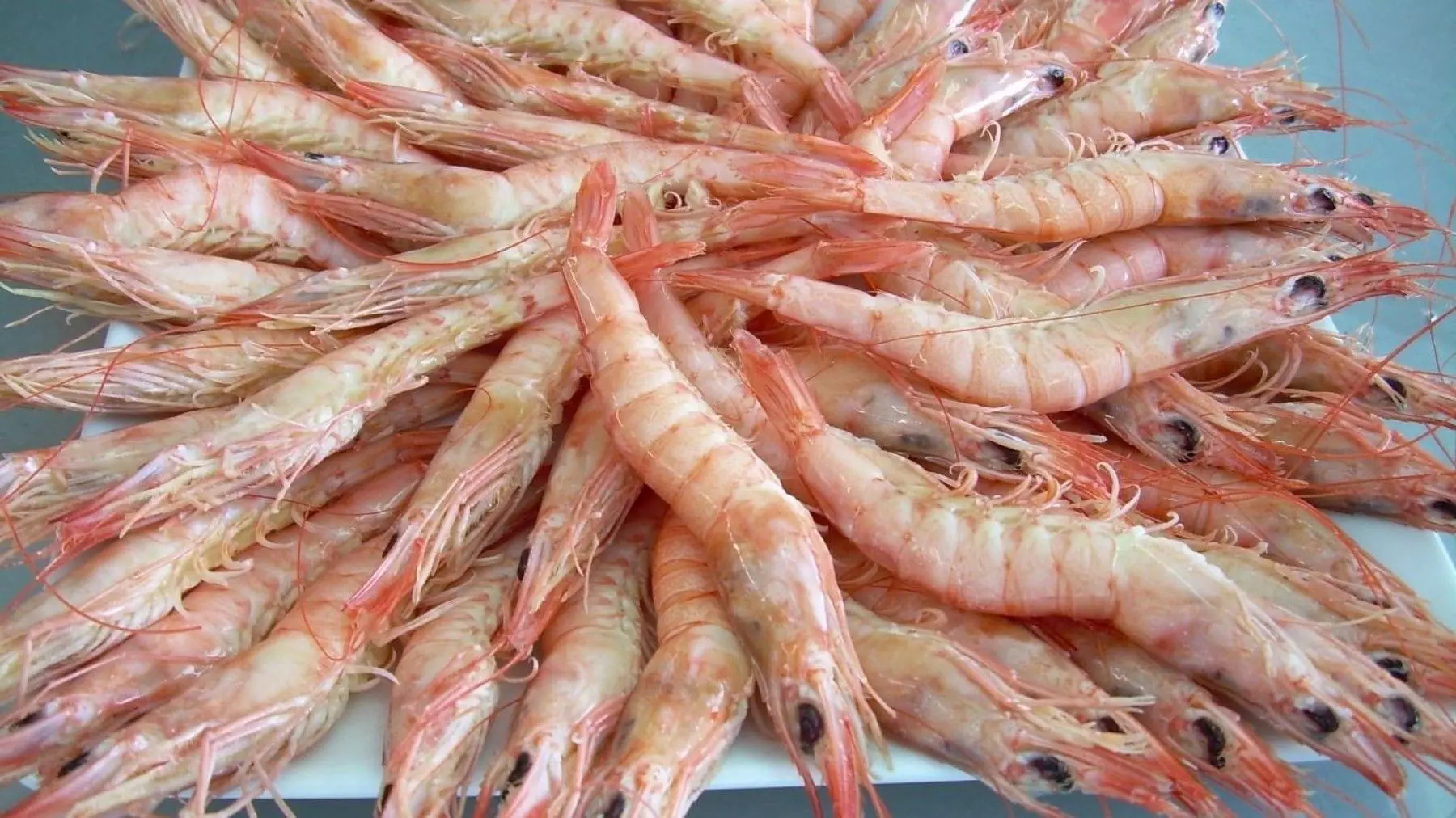 La Gamba Blanca de Huelva: Un Modelo de Sostenibilidad Pesquera en Europa