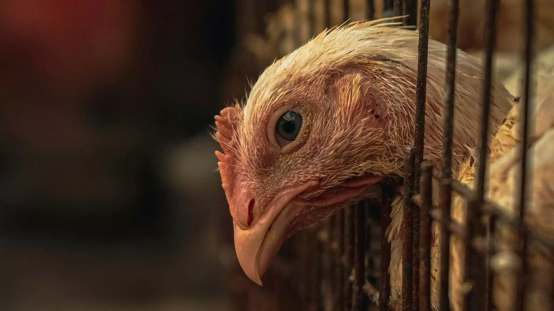 La Granja Avícola Gigante de Cuenca: Controversia en Torno al Agua, la Salud y el Bienestar Animal
