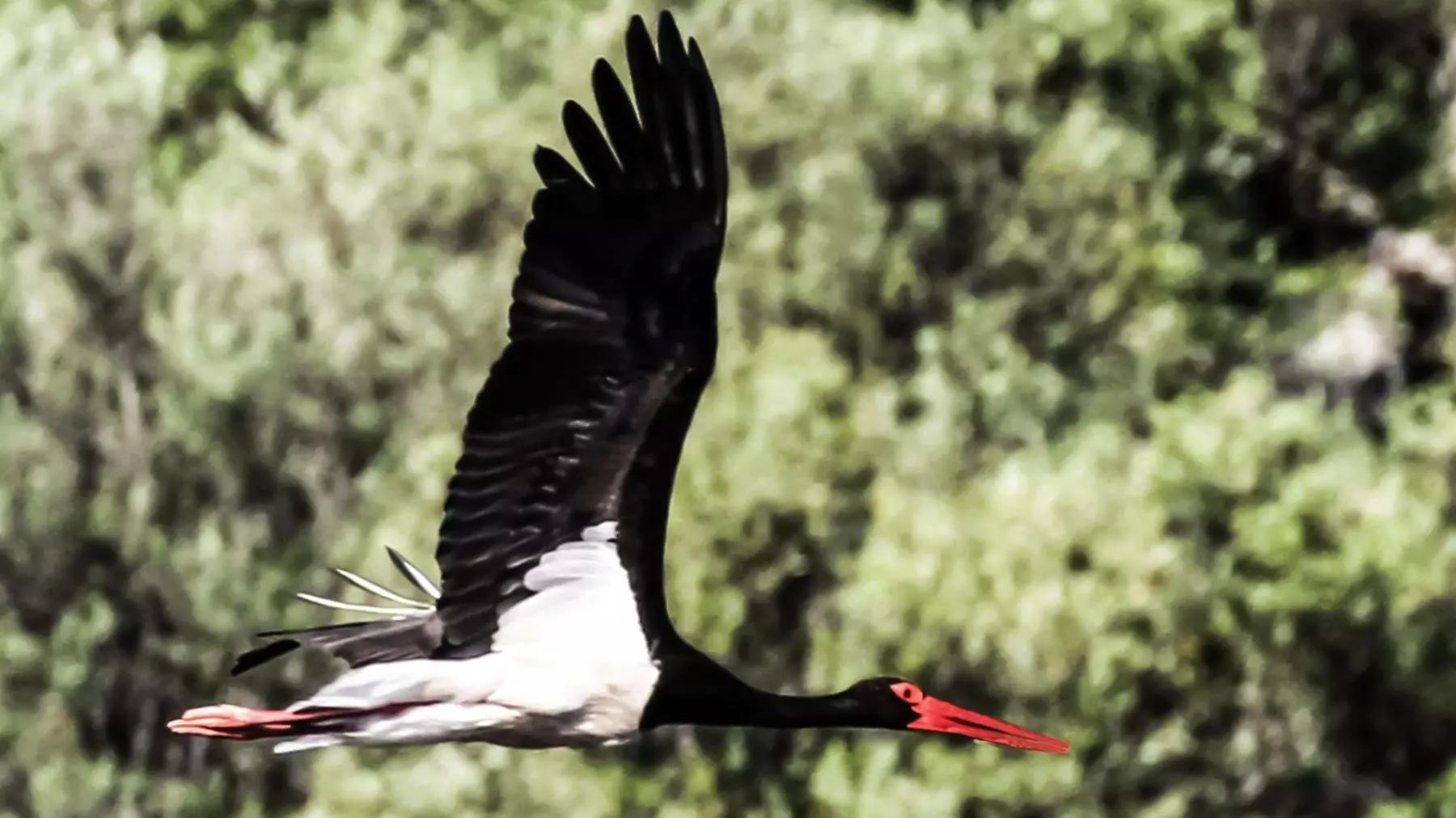 Preocupante disminución de aves acuáticas e incremento de especies invasoras en humedales de Extremadura