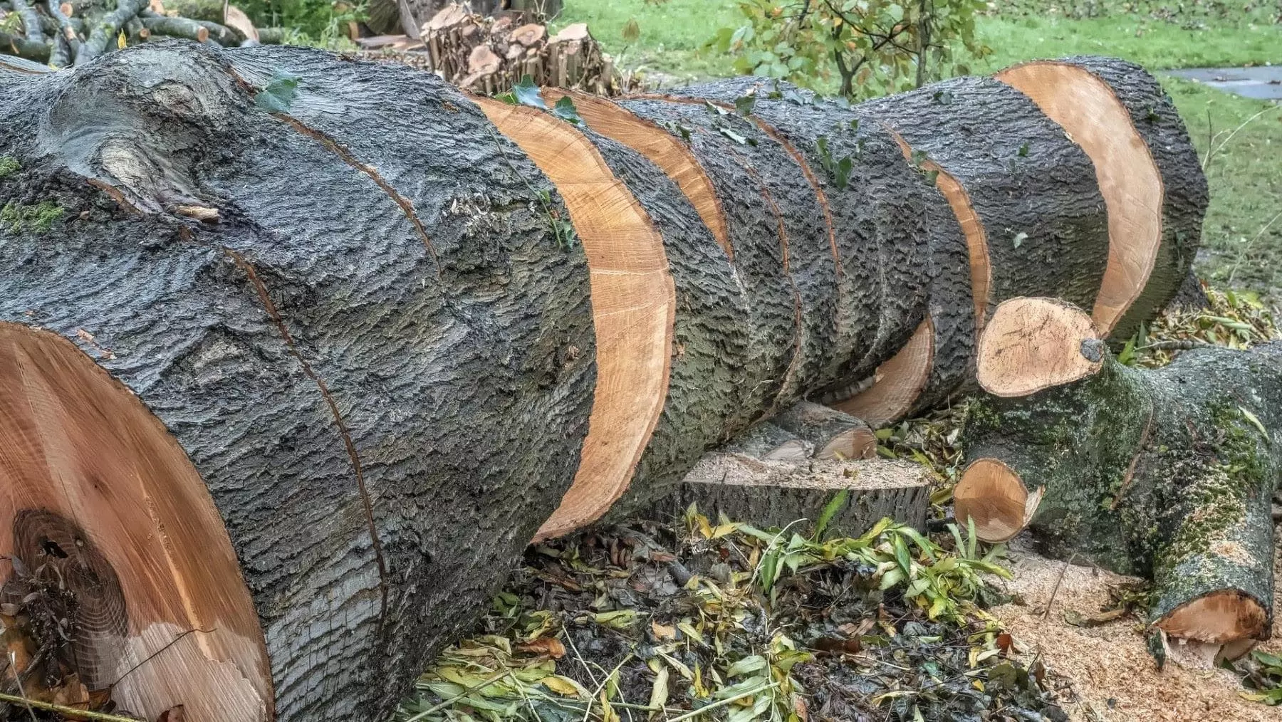 Debate sobre el Acuerdo UE-Mercosur: Impacto Ambiental y Comercial