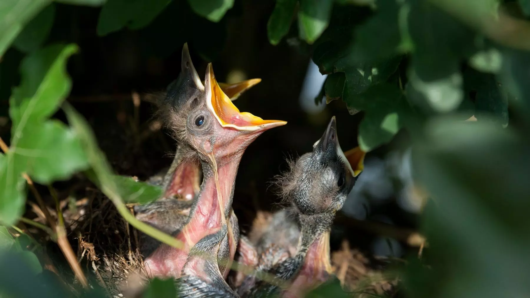 La Inversión Reproductiva y su Impacto en la Longevidad: Un Estudio con Codornices Japonesas