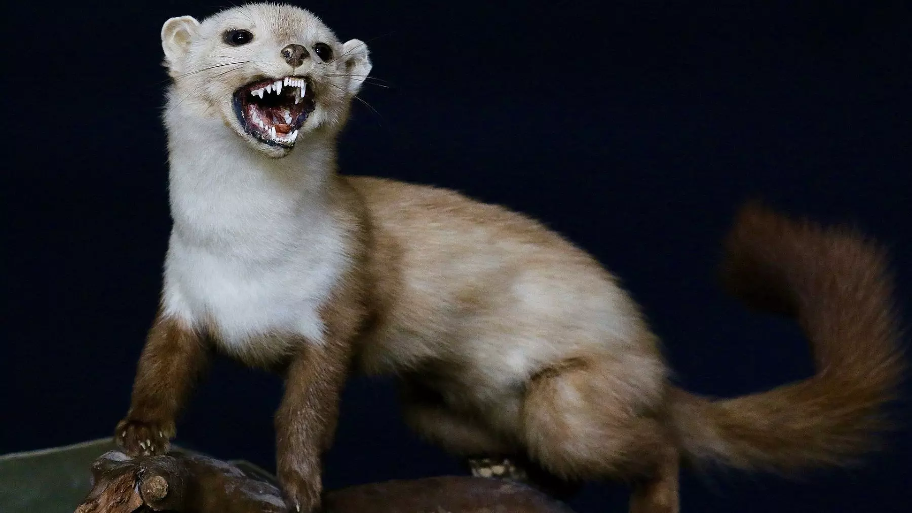 Un Nuevo Fósil en España Revela el Ancestral Origen Mioceno de las Comadrejas y Redefine su Evolución