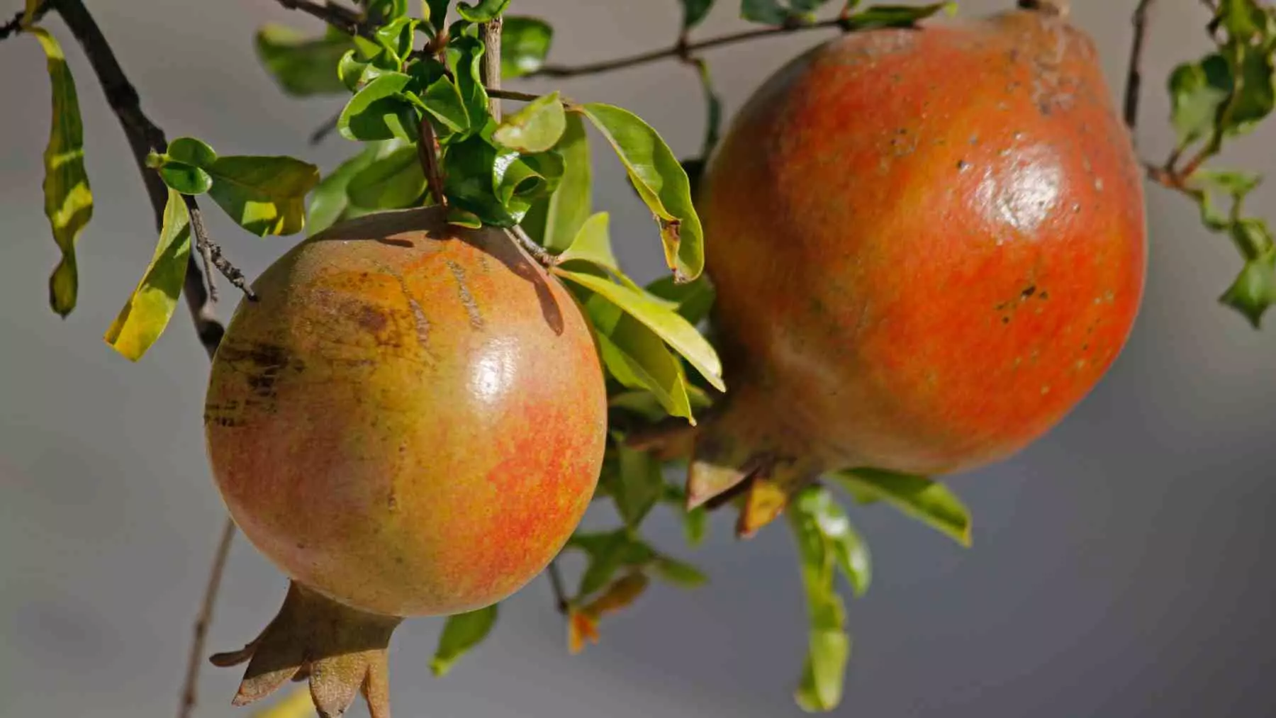 El Granado: La Elección Ideal para Jardines Pequeños con Raíces No Invasivas