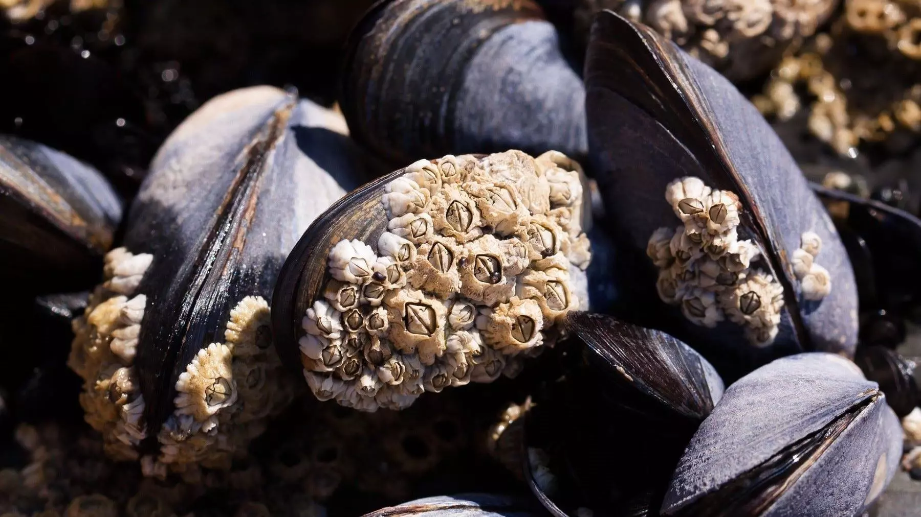 Un Nuevo Horizonte para la Seguridad Alimentaria Marina Global