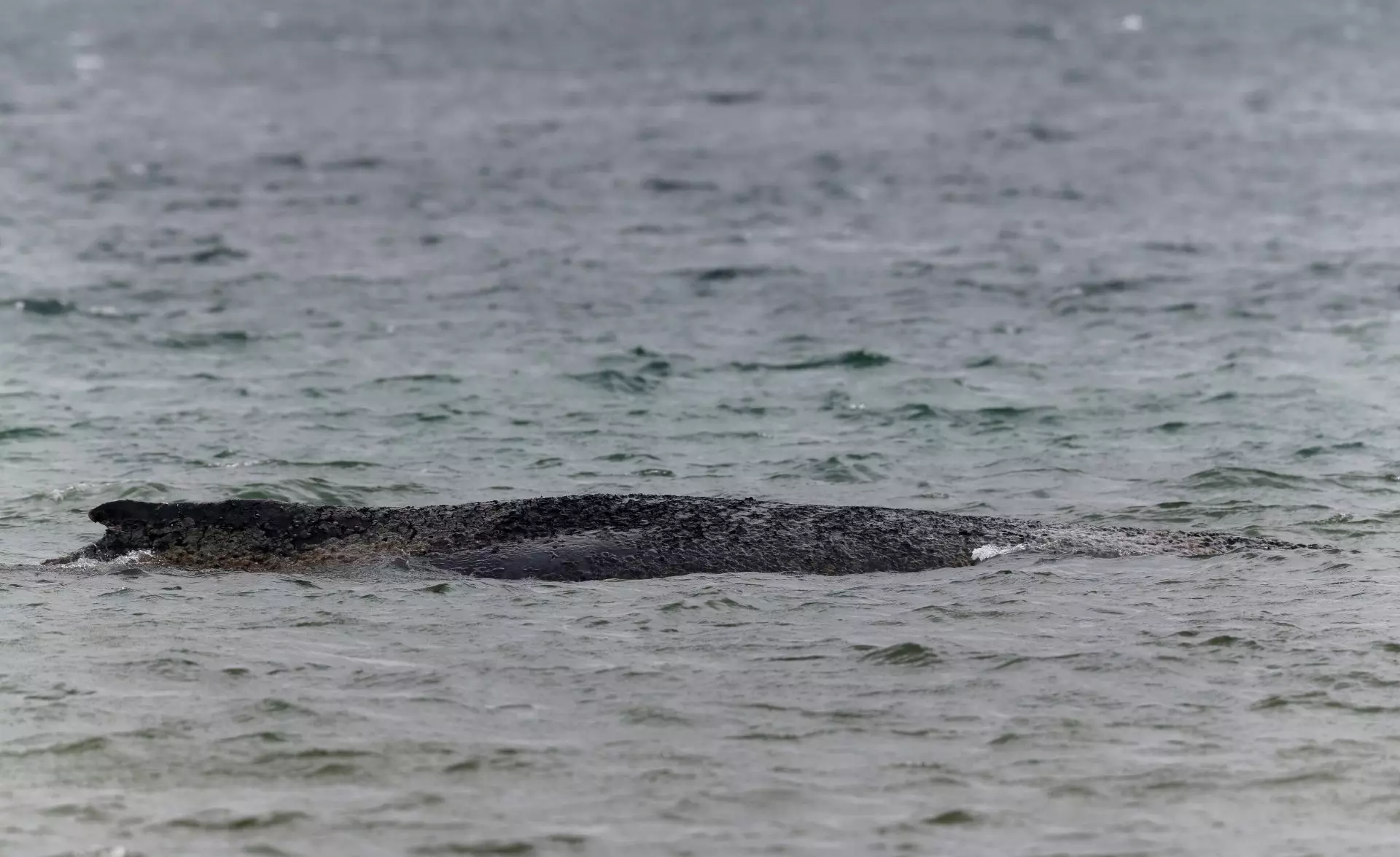 Nuevo Intento de Rescate para la Ballena Jorobada Varada en el Báltico Alemán