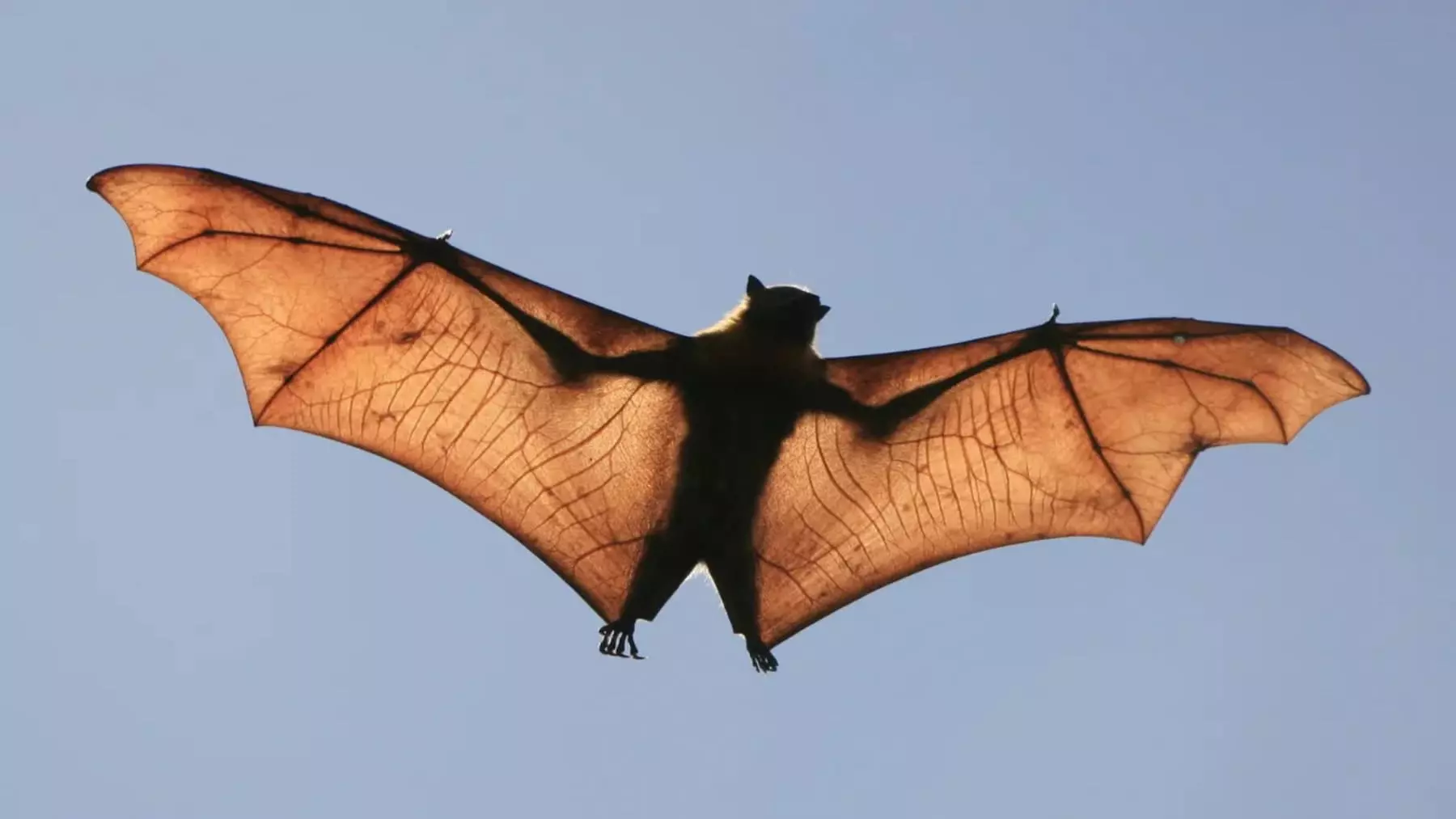 Día Mundial del Murciélago 2026: Celebrando su rol esencial en la naturaleza
