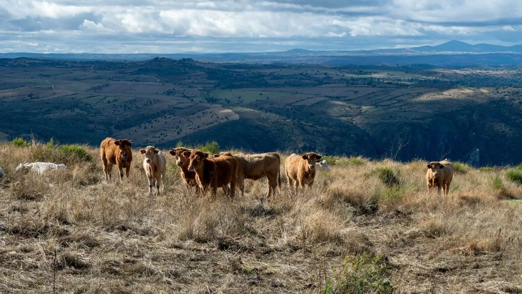 Estrategia Ganadera Extensiva de Andalucía: Impulso Rural y Prevención de Incendios