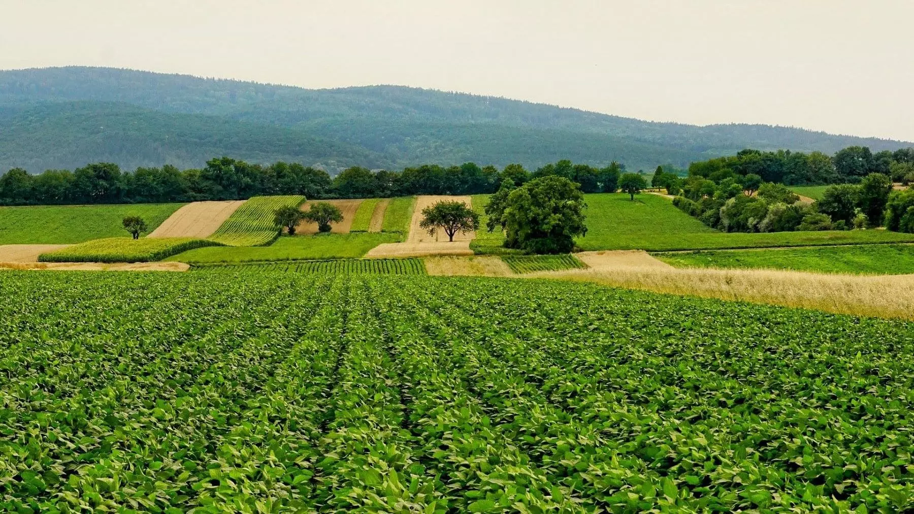 El Congreso de Biodiversidad Agrícola Impulsa una Nueva Era de Sostenibilidad en España