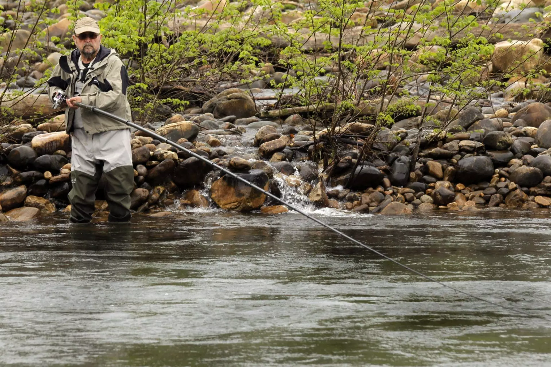 La Lucha del Salmón Asturiano: Un Icono en Peligro Crítico