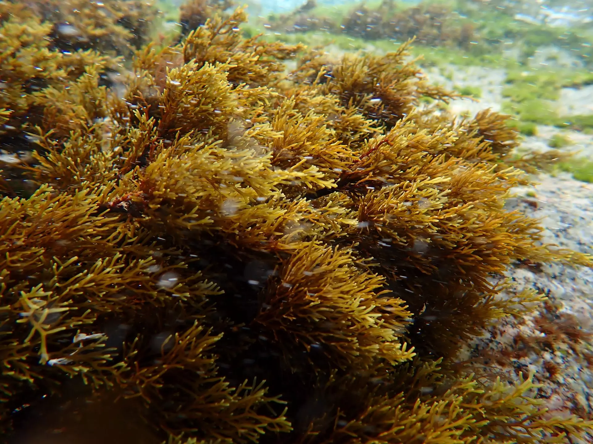 Alarmante Retroceso de los Bosques Submarinos en la Costa Española