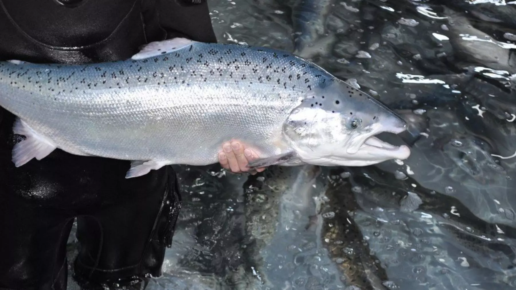 Urgencia Ambiental en Galicia: El Salmón Atlántico al Borde de la Extinción