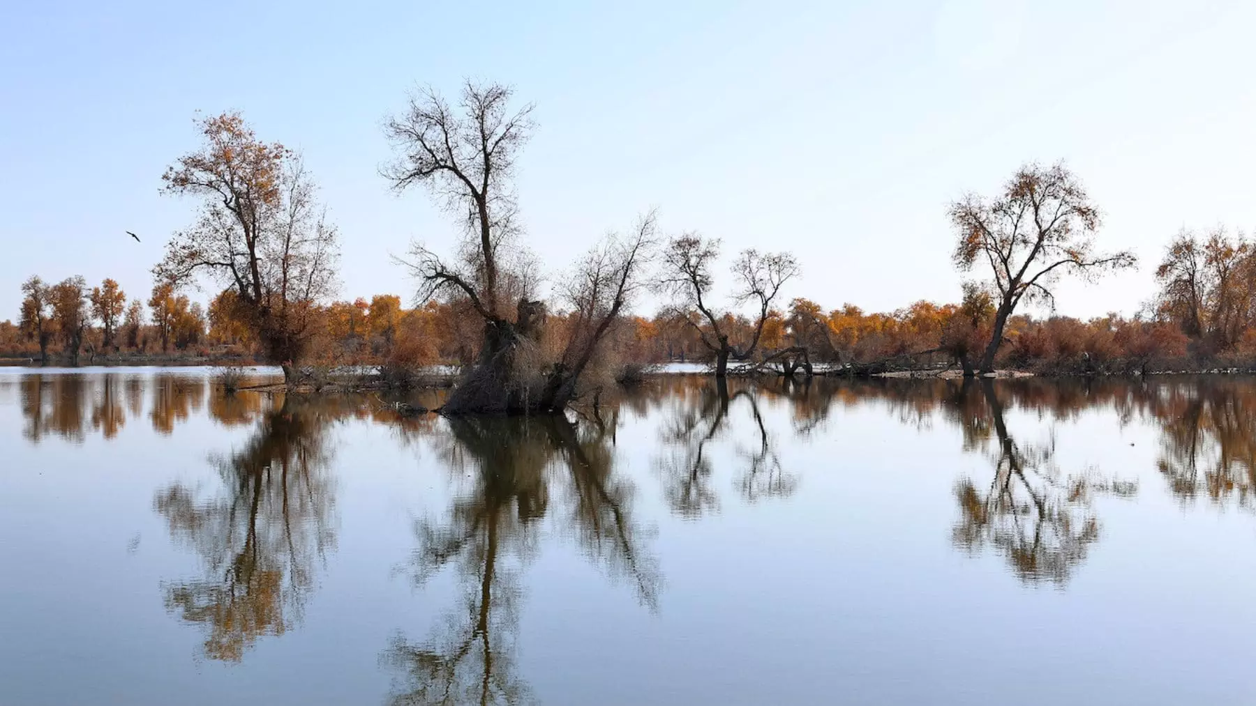 El Gran Cinturón Verde de China: Un Esfuerzo de Reforestación con Resultados Agrodulces
