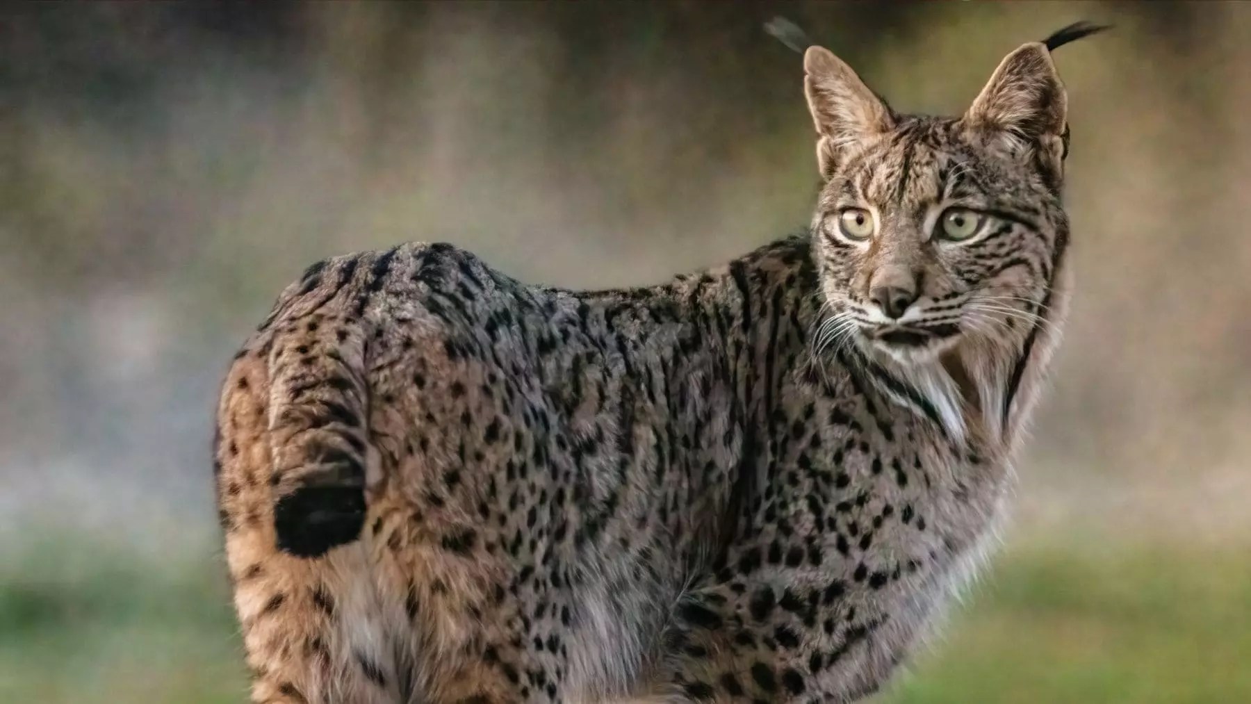 Un Hito en la Conservación: El Lince Ibérico Deja de Ser una Población Aislada en España