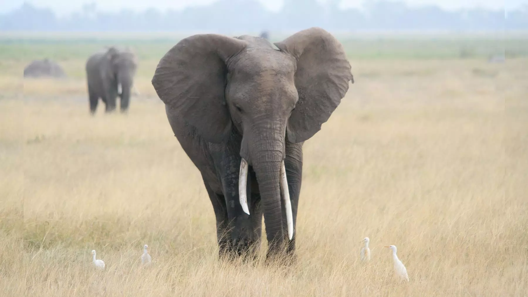 La Fragmentación del Hábitat Amenaza la Diversidad Genética de los Elefantes Africanos