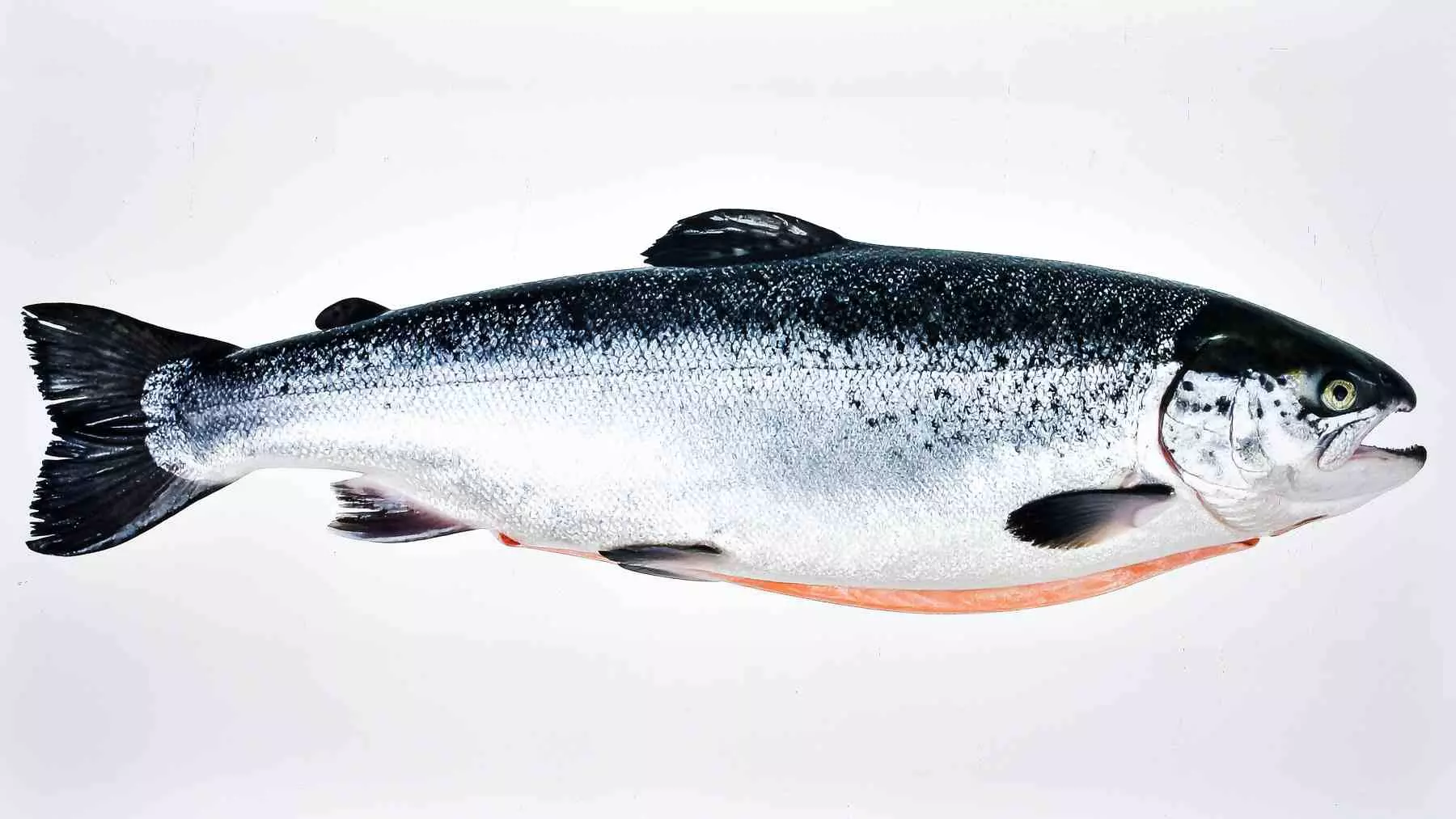 El salmón atlántico en España: hacia la extinción y la necesidad de acción urgente