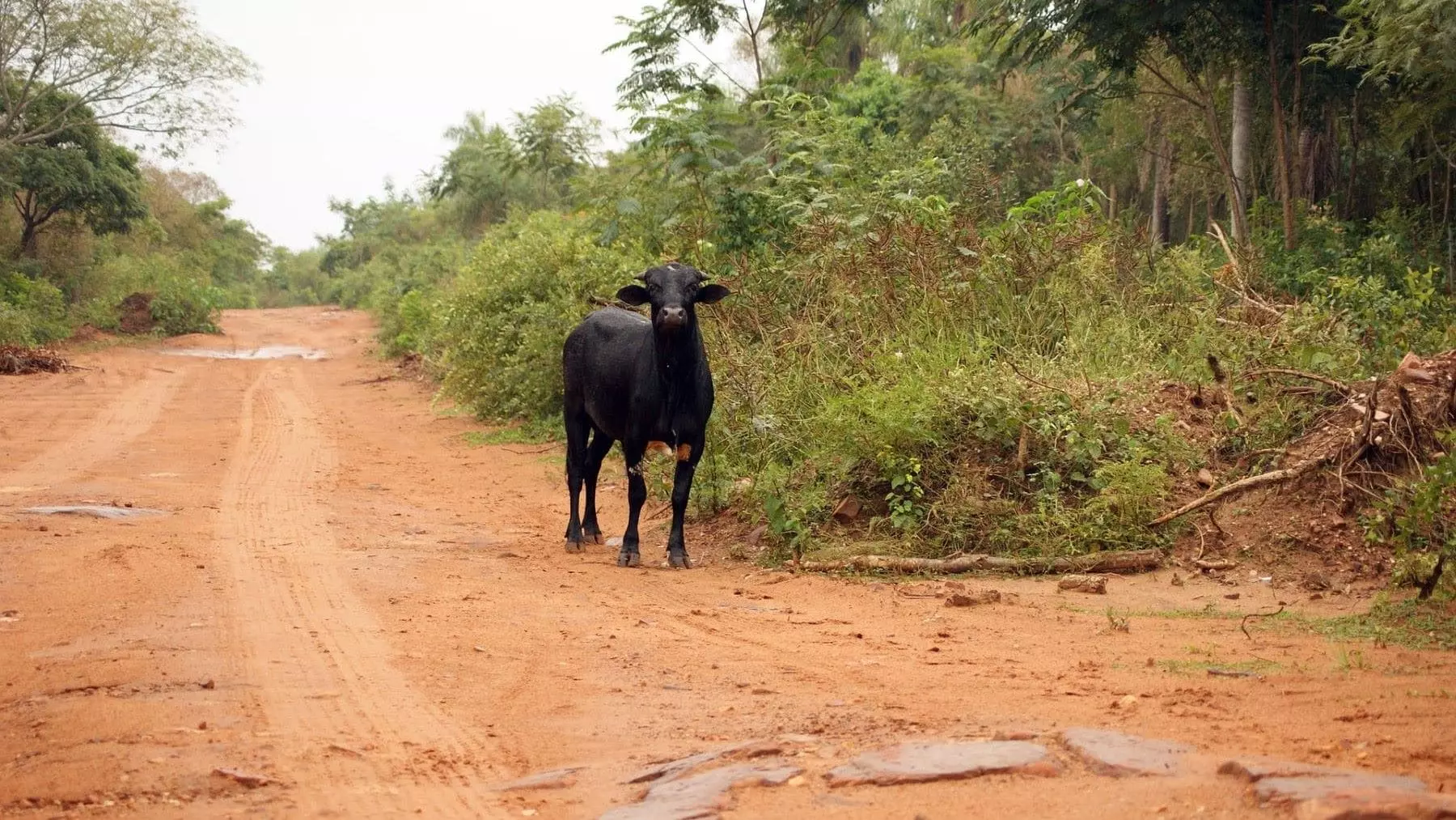Conflicto en la Amazonía: Demanda contra Lula por Carretera que Amenaza la Deforestación