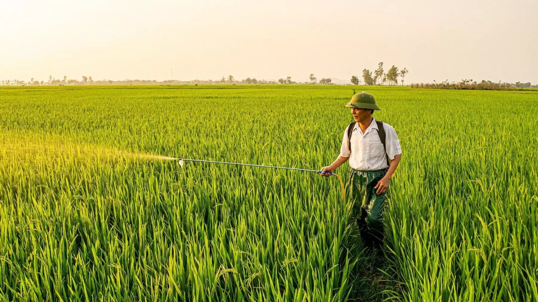Revolución Agrícola: Fertilizantes de Nanotecnología para una Cosecha Sostenible