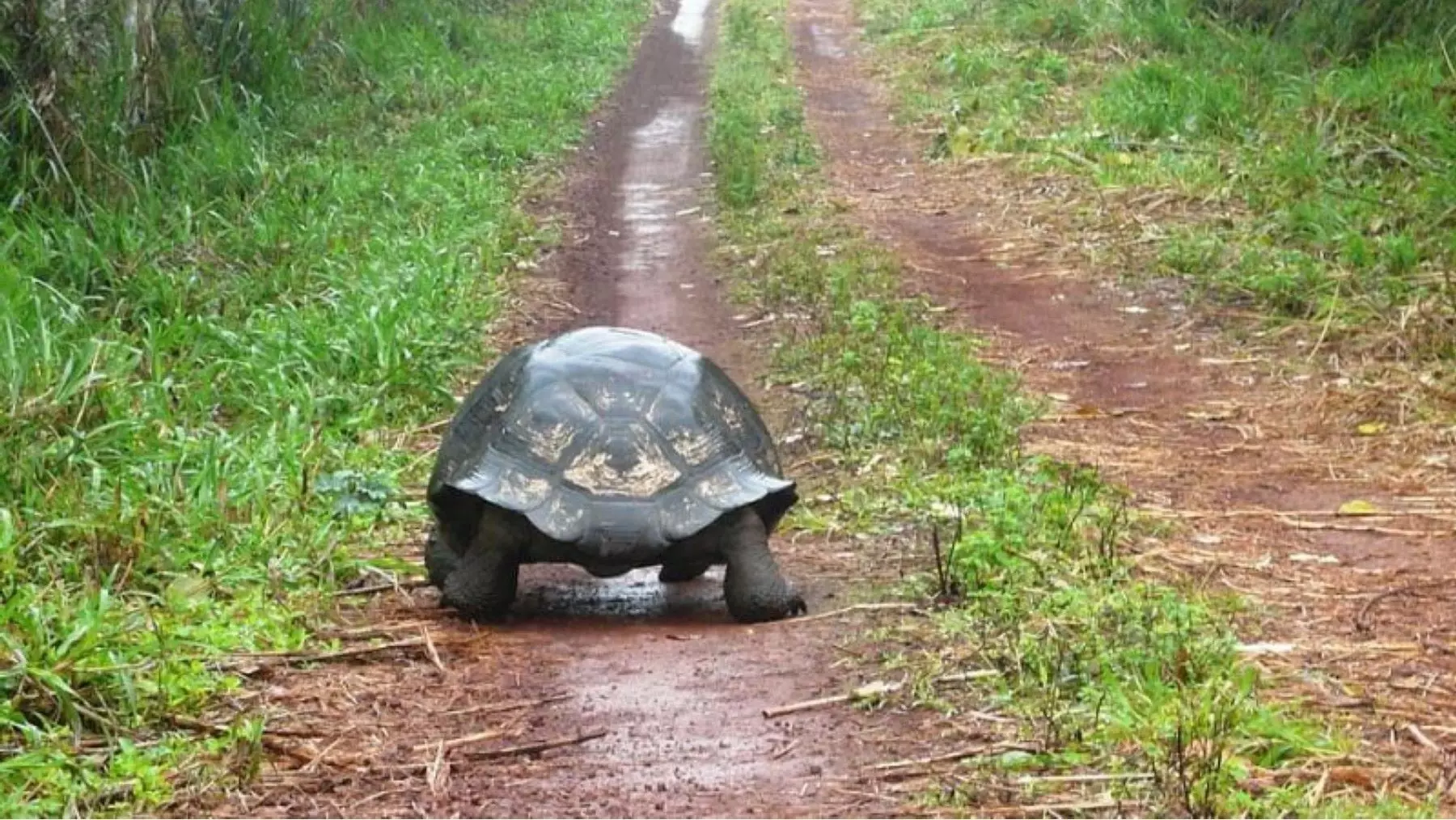 Las Tortugas Gigantes Revitalizan los Ecosistemas de Seychelles en Tiempo Récord