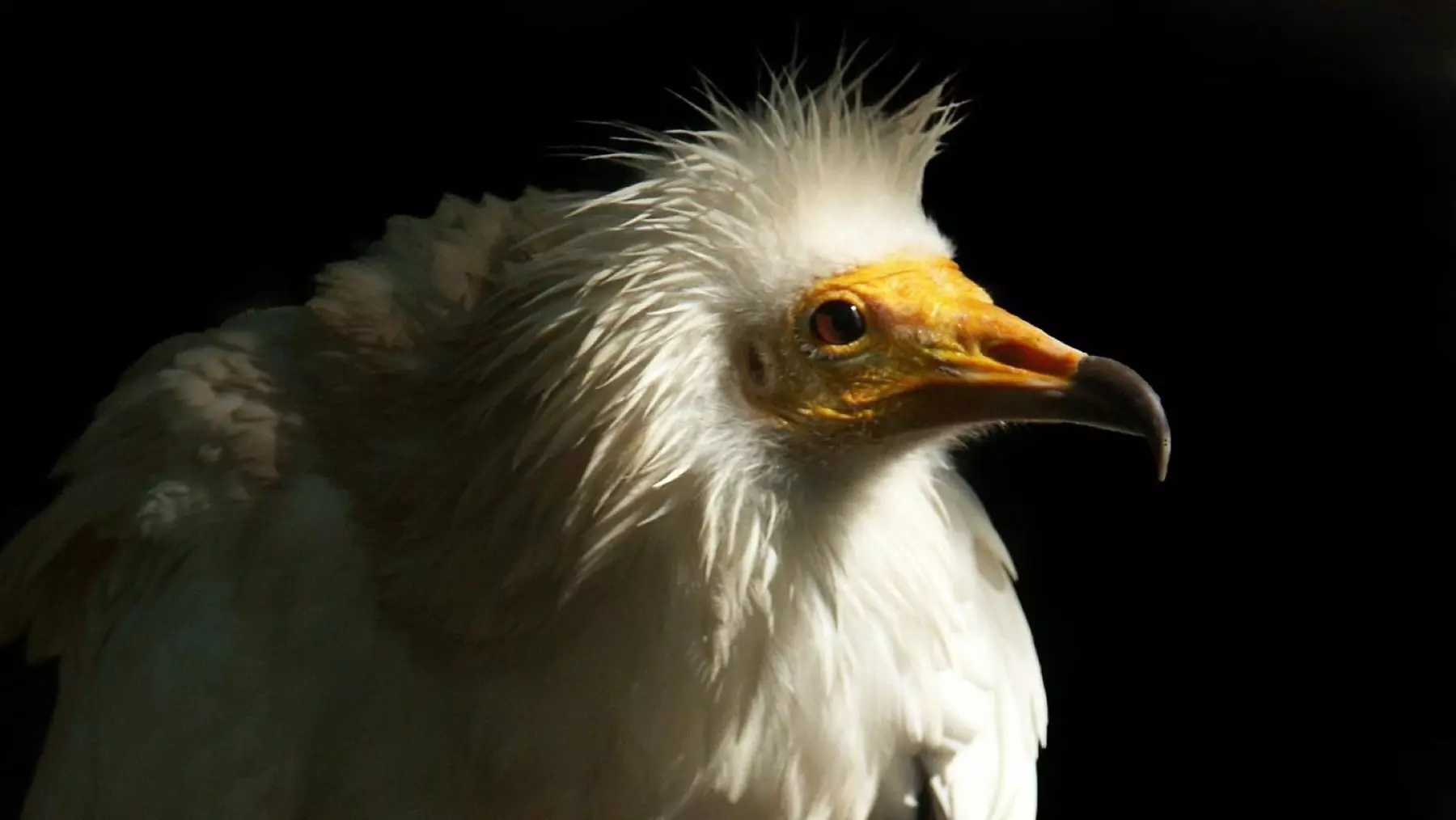 AMUS y CERM impulsan la recuperación del alimoche mediante un proyecto internacional de conservación