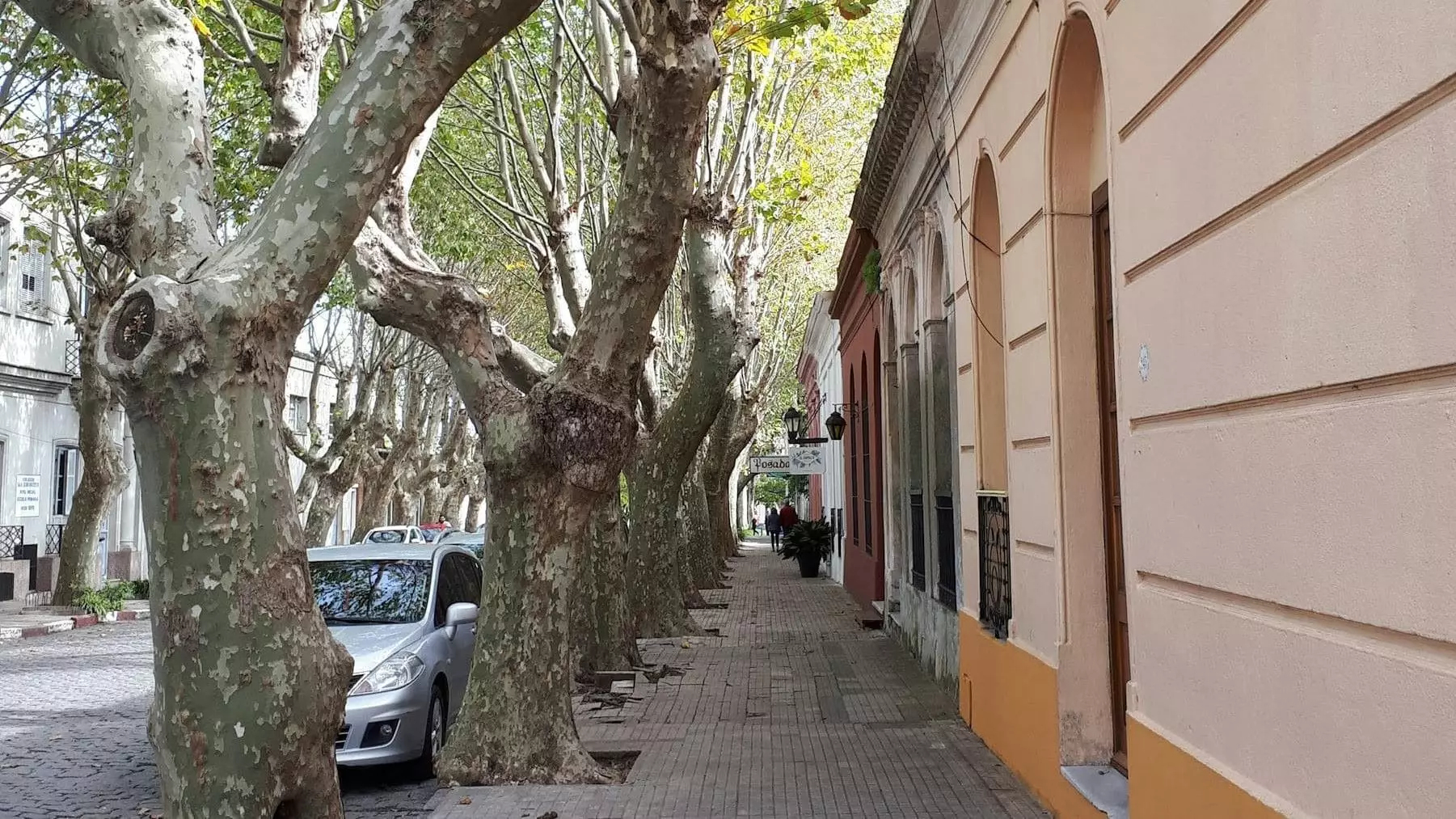 La Poda en Primavera: Un Riesgo para las Aves y el Bienestar Urbano