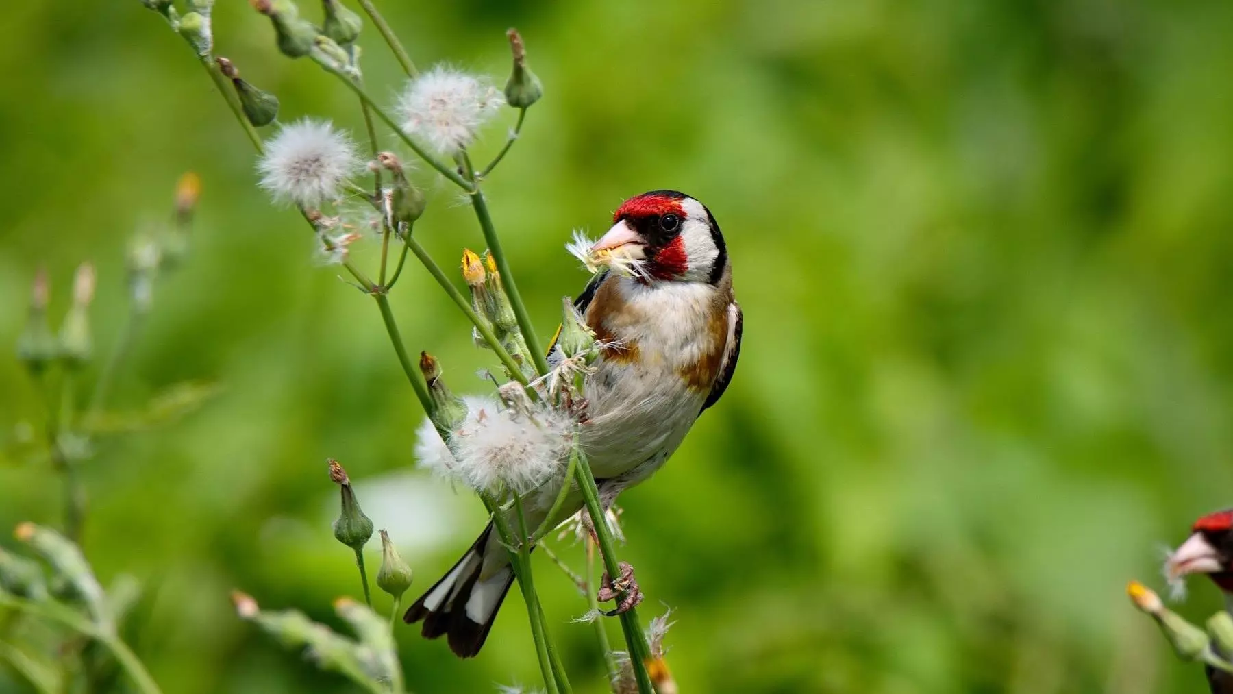 Preocupante Disminución del Jilguero Europeo en España: Una Señal de Alerta Ecológica