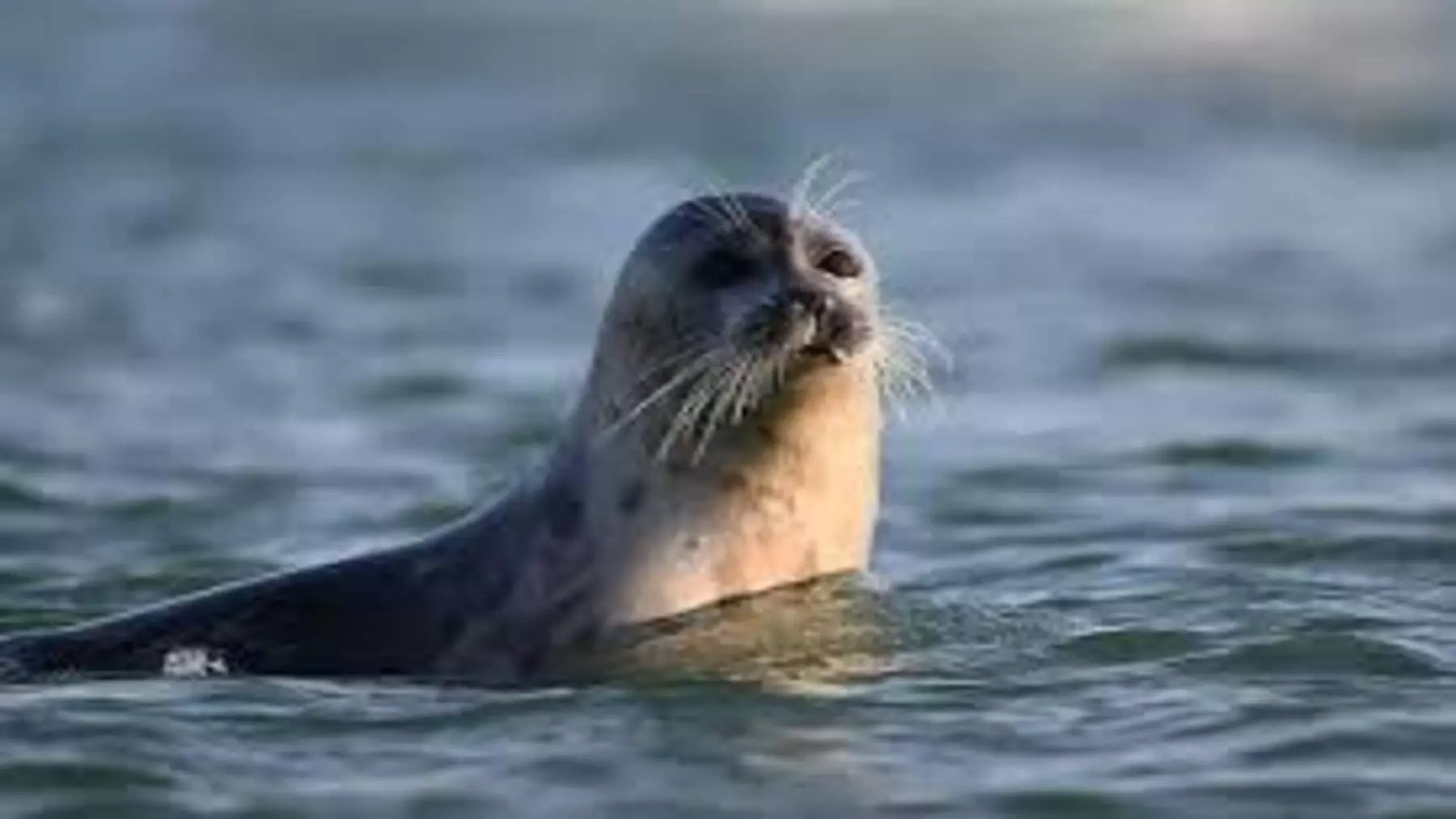 Misterio en el Caspio: Cientos de Focas Muertas Desatan Alarmas Ambientales