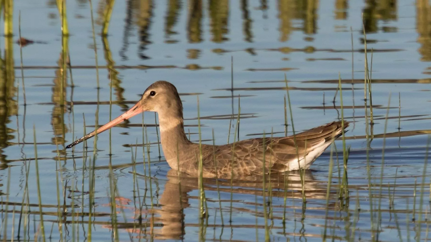 El Ecoturismo Ornitológico Revitaliza Humedales en Doñana y Atrae a Más Amantes de la Naturaleza
