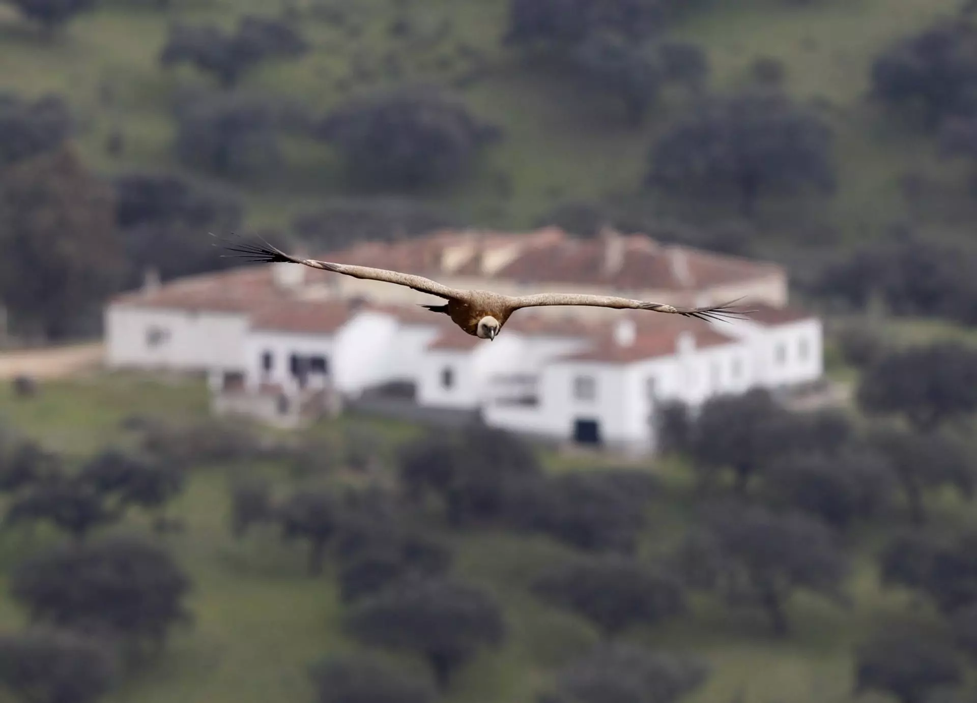 Los enclaves de la UNESCO: Santuarios de biodiversidad amenazados