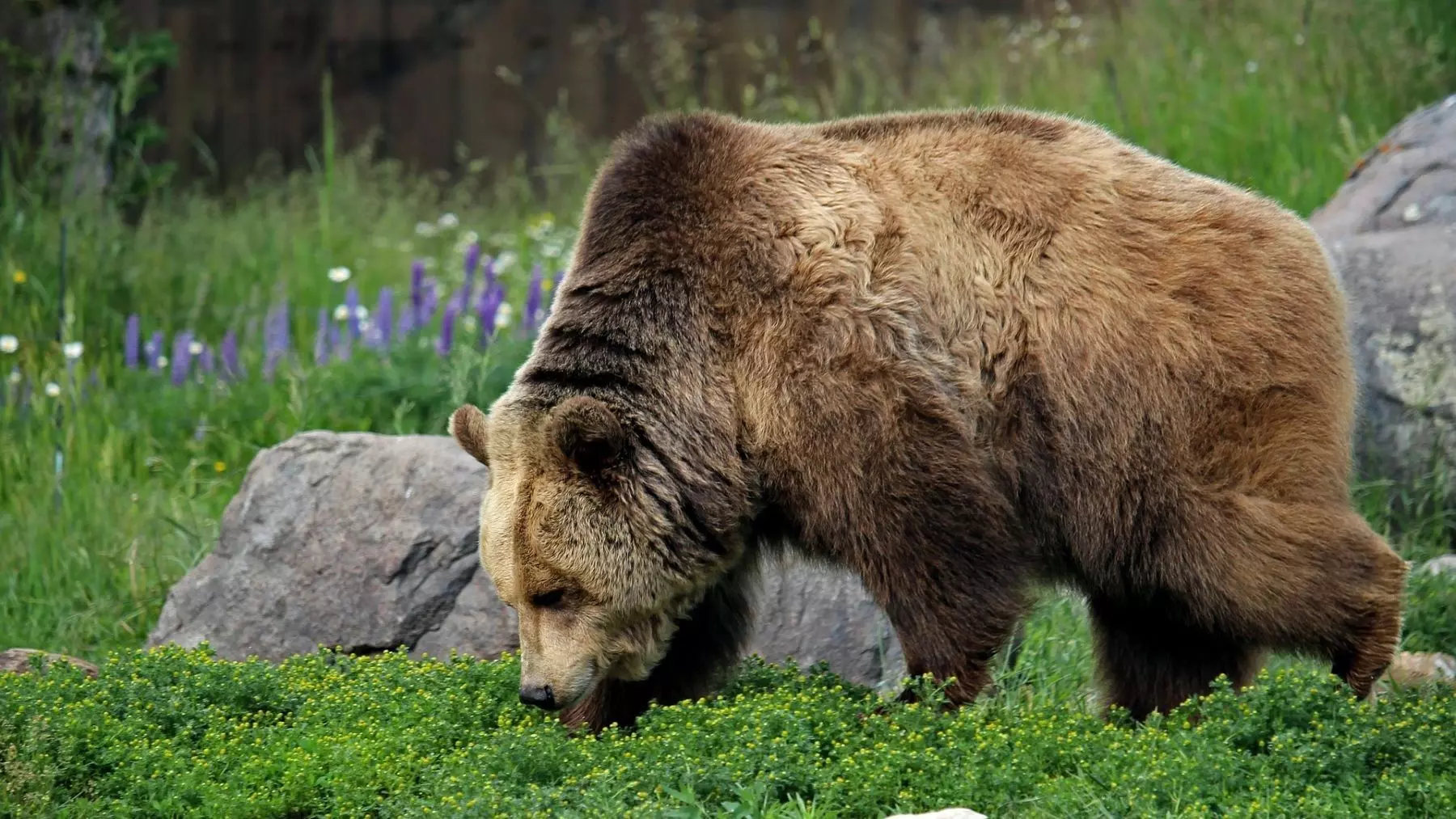Protección de Especies en Galicia: Un Desafío Urgente