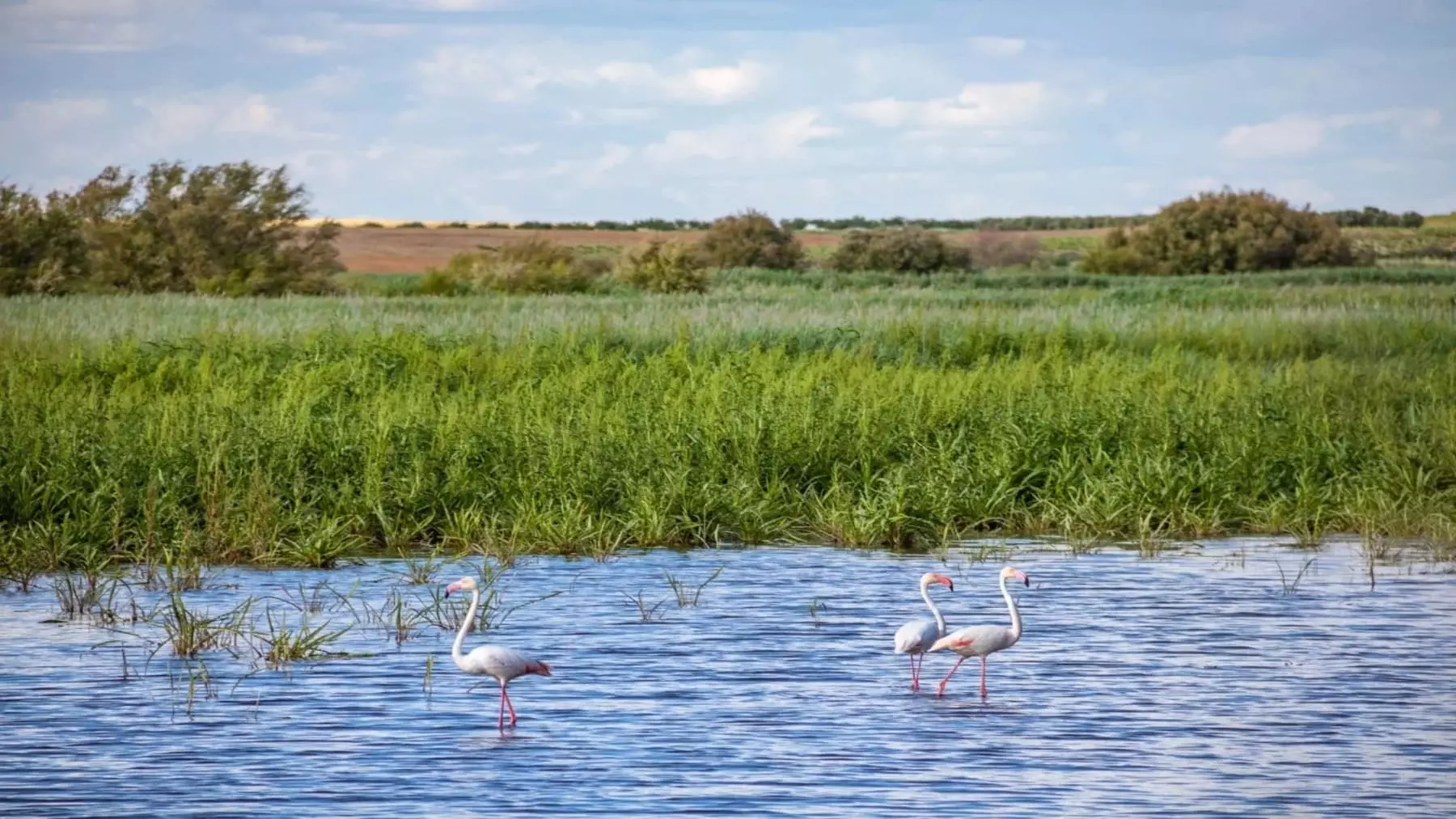 Castilla-La Mancha Impulsa la Conservación de Humedales con una Inversión Millonaria para Reforzar la Biodiversidad y la Adaptación Climática