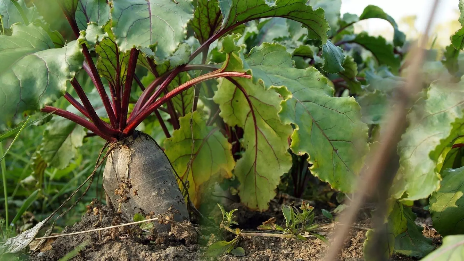 Bioplásticos de melaza de remolacha: un futuro sostenible para Castilla y León