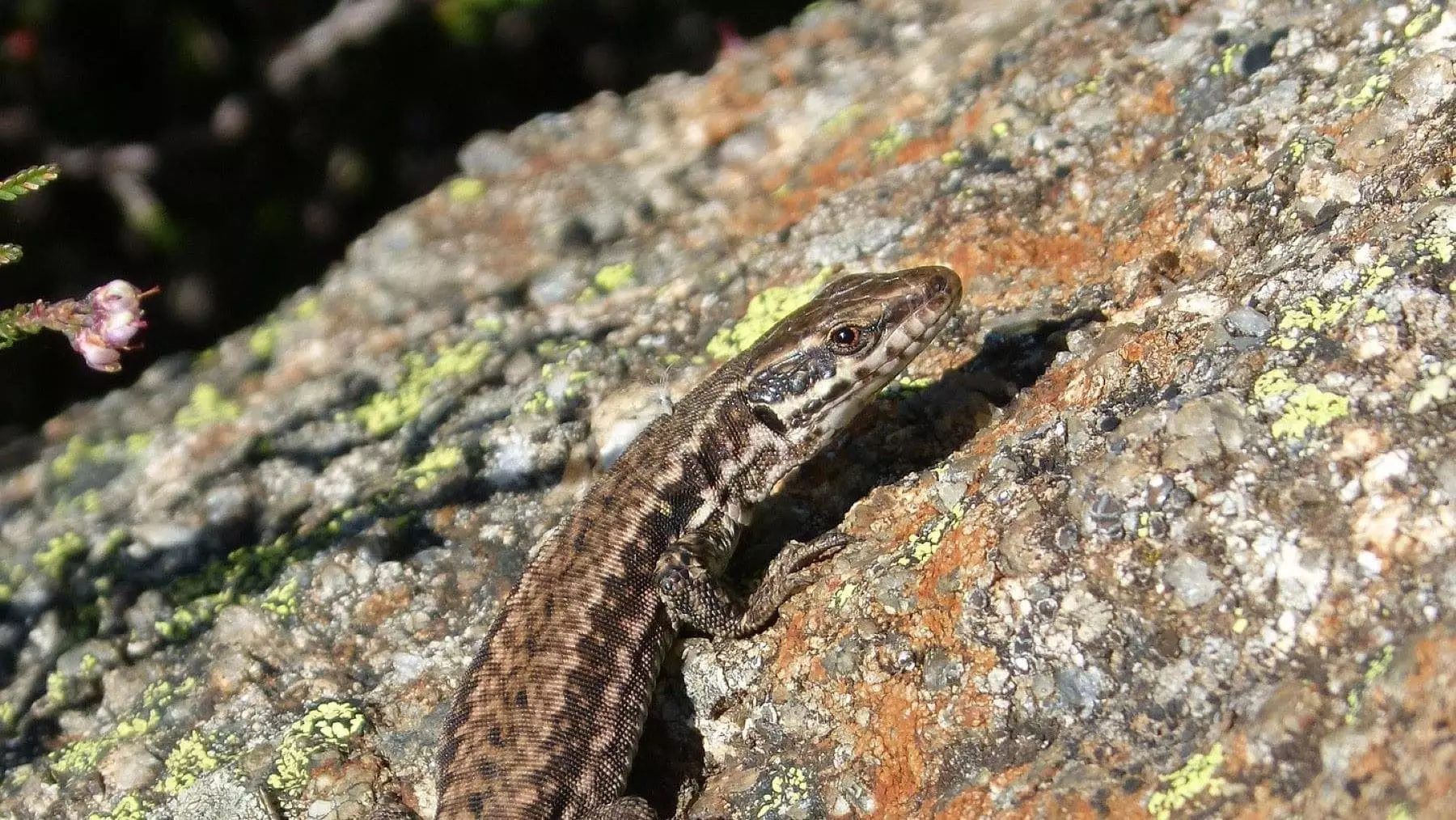 Incendios Masivos Amenazan la Supervivencia de Lagartijas Endémicas en Castilla y León