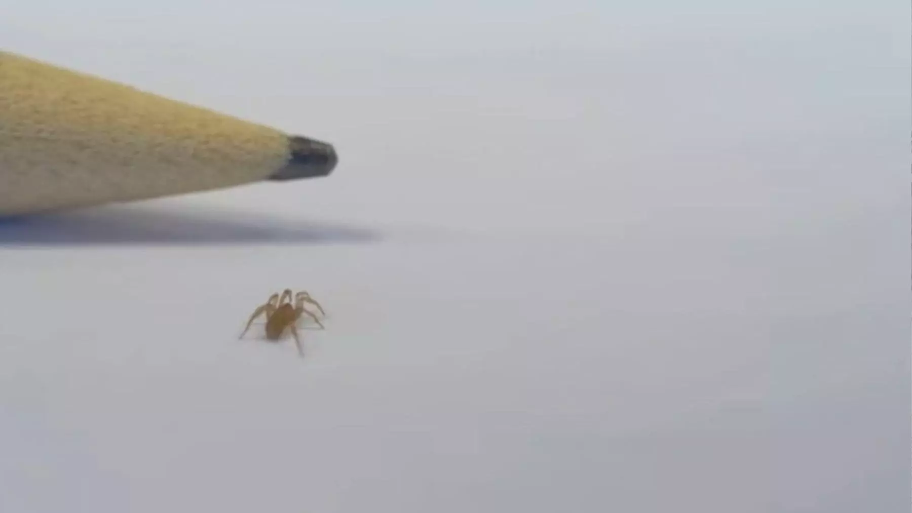 Descubrimiento Asombroso: Nueva Especie de Araña de 3mm Hallada en Almería