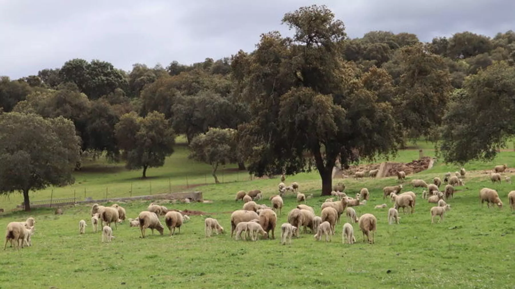Andalucía Transforma la Ganadería Extensiva con Nueva Política de Pastos