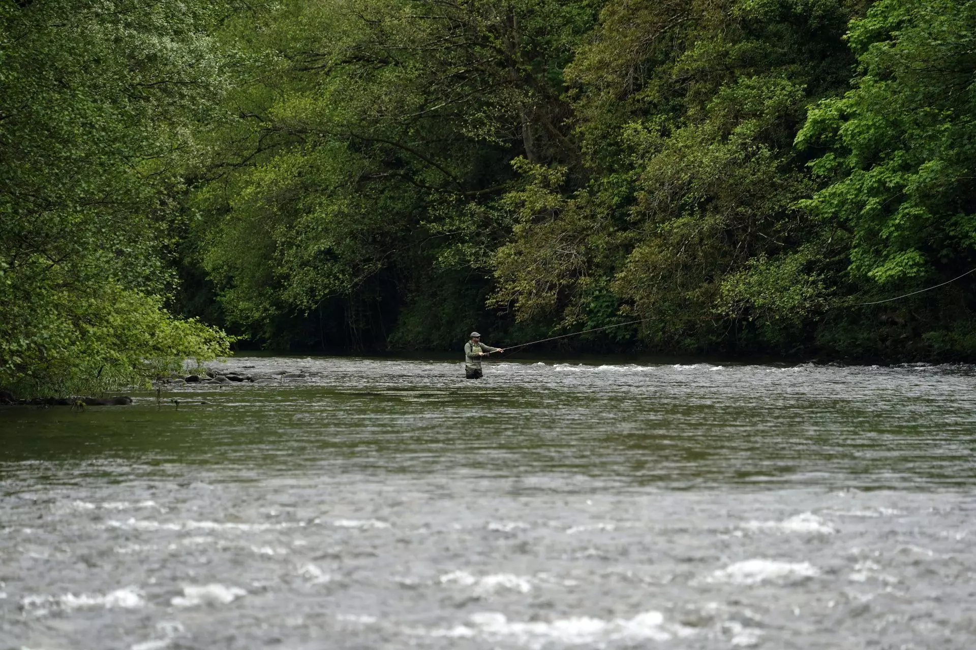 La Ausencia del 'Campanu': ¿Una Desaparición Anunciada para el Salmón Asturiano?