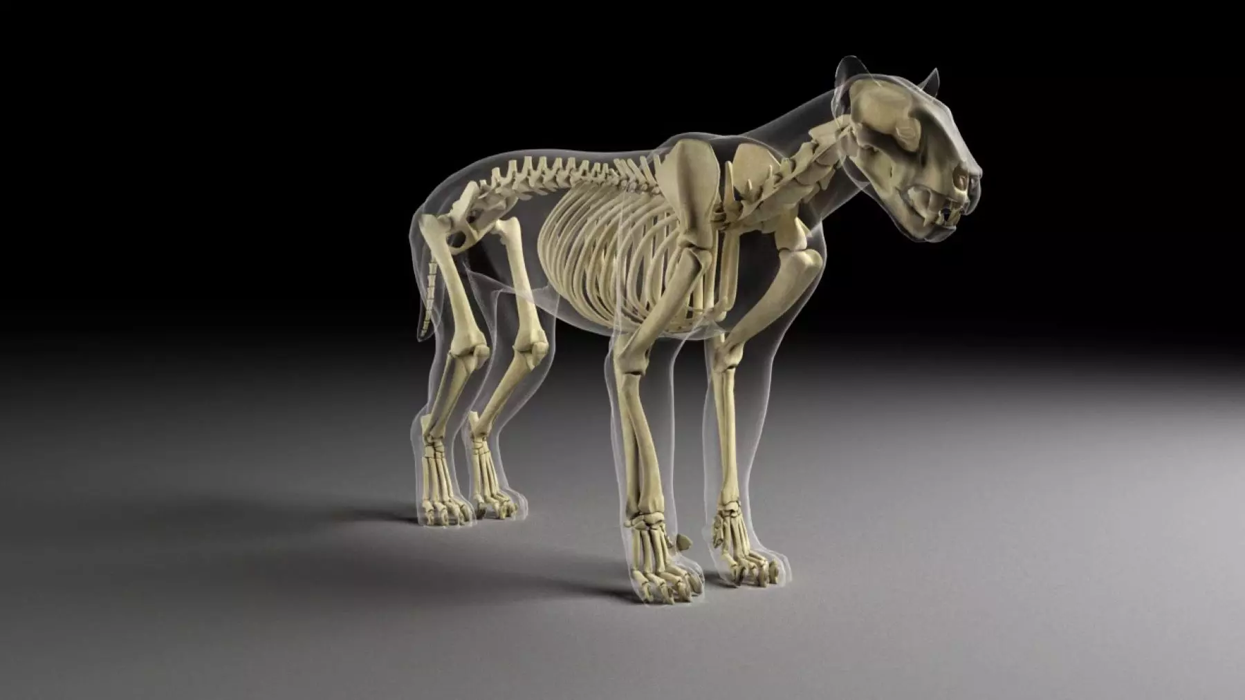 El Felino Dientes de Sable Ibérico Promegantereon Ogygia: Un Vistazo a su Evolución y Habilidades de Caza