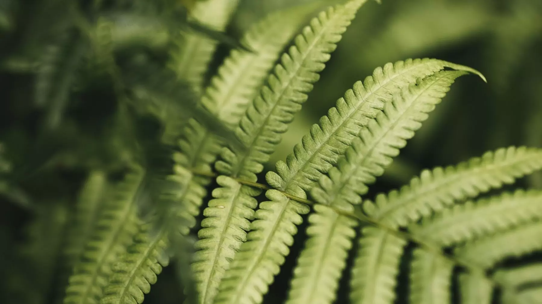 La Adaptación Clave: Cómo las Plantas Lycófitas Sobrevivieron a la Gran Extinción del Pérmico-Triásico y Transformaron la Tierra