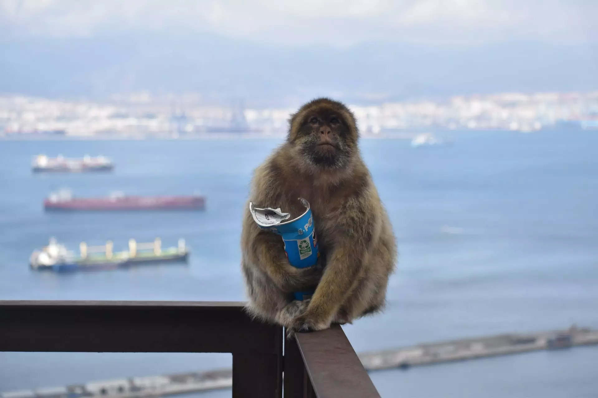 Los Macacos de Gibraltar: Adaptaciones Dietéticas Inusuales Frente a la Interferencia Humana