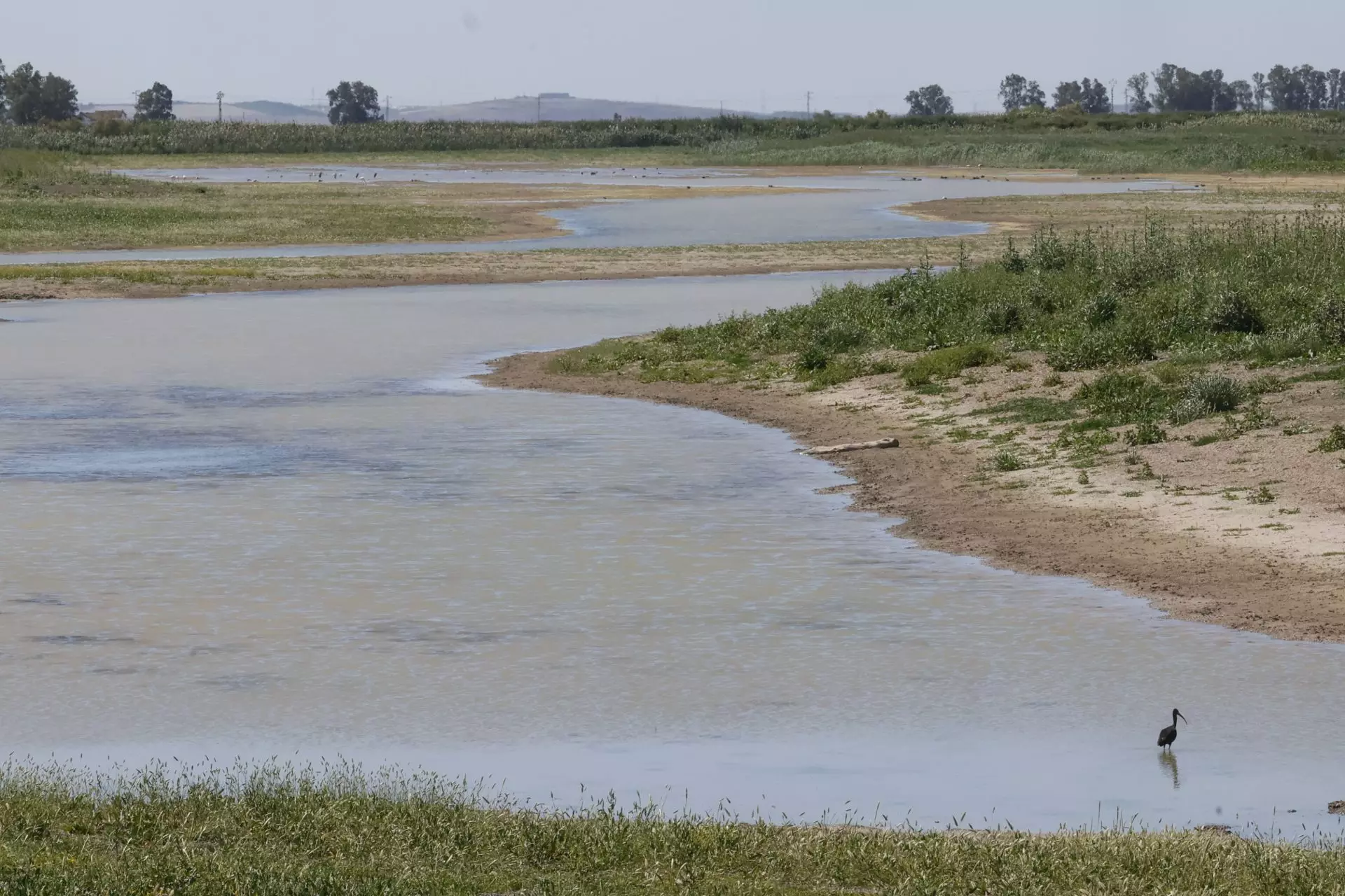 Recurso de WWF contra la delimitación en Doñana es admitido a trámite